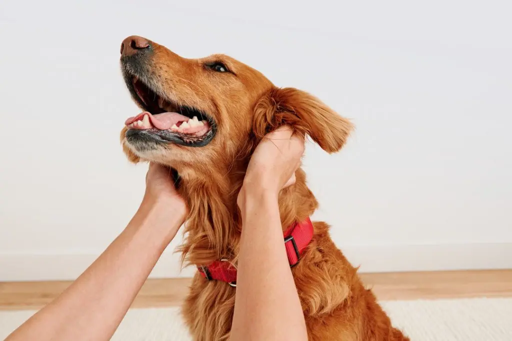 Midland, Tex., tops list of dog-loving U.S. cities