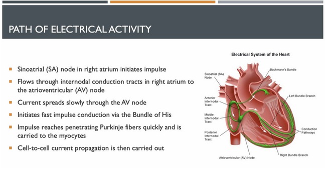 Diagnosis and Treatment of Common Arrhythmias