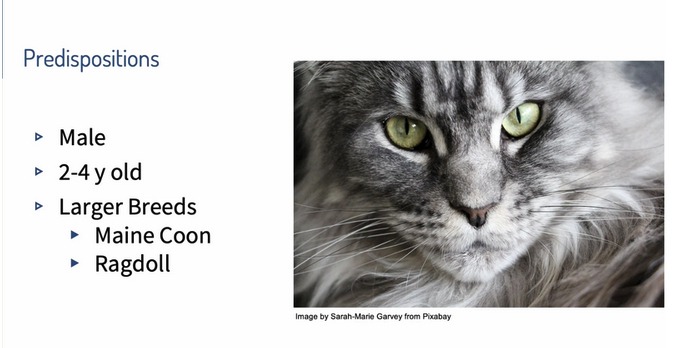 Feline Cardiac Emergencies