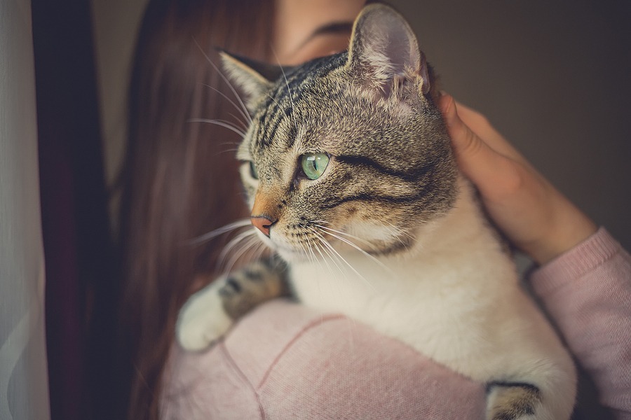 Early diagnosis, diet interventions improve outcomes for cats with CKD, study shows