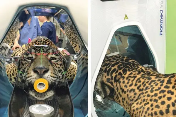 A look at the diagnostic imaging of orofacial structures in dogs and cats