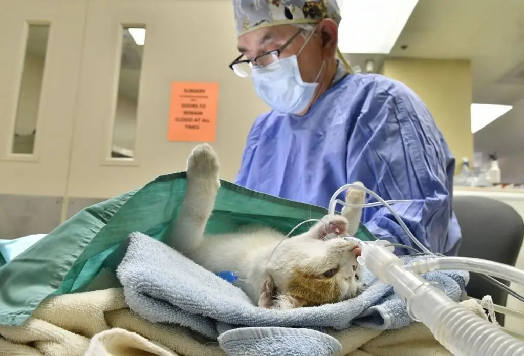 Low-cost neuter campaign aims to address cat overpopulation