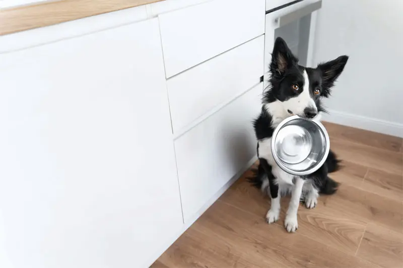 Home-prepared diets for pets: Separating good intentions from good nutrition