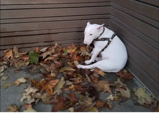 Recognizing animal abuse and One Health concerns