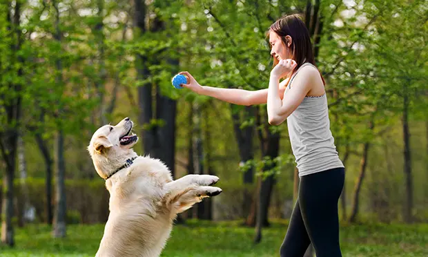Nutrition to improve mobility in dogs