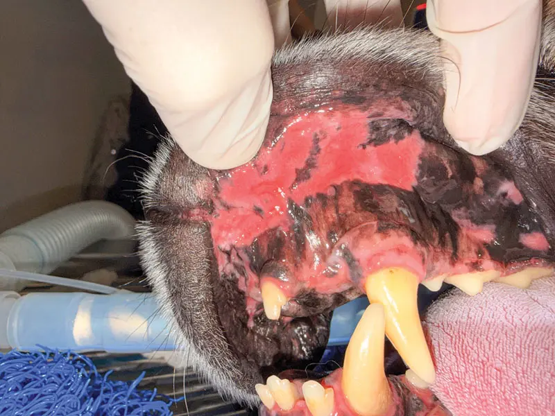 Curtailing canine chronic ulcerative stomatitis