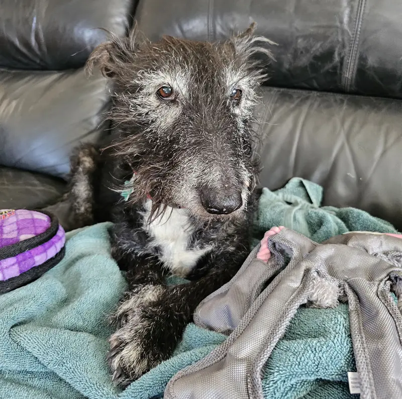 Diagnosing CCDS depends on first establishing definitions