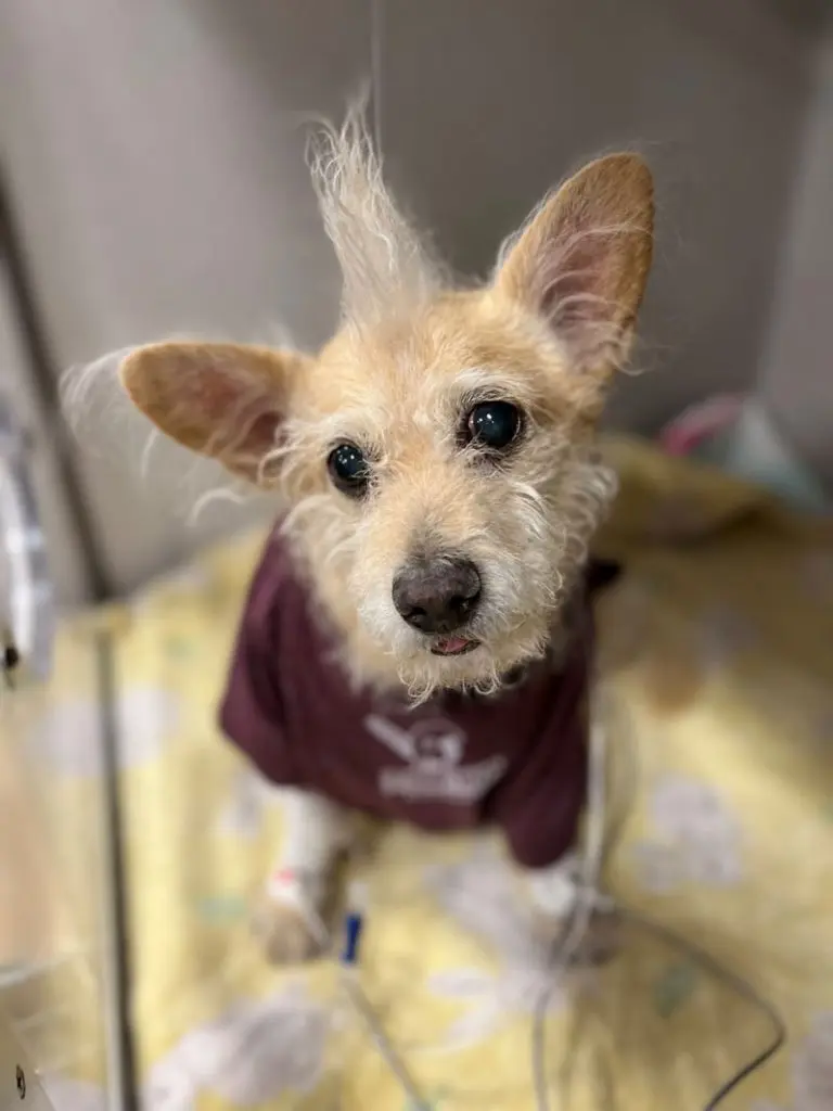 Uptick in MMVD and TEER for canine heart surgeries