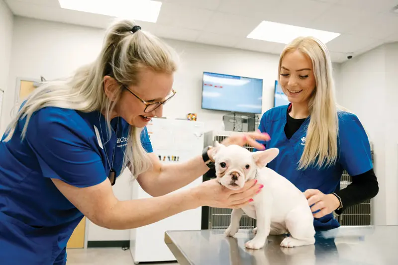 Shaping success for new vet grads