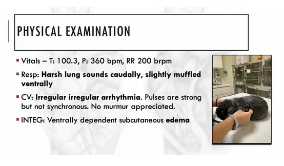 Tiny Hearts, Big Problems: Cardiovascular Disease in Zoological Companion Animals