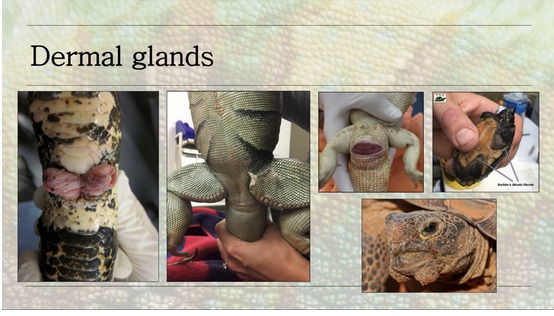Updates in Reptile Dermatology