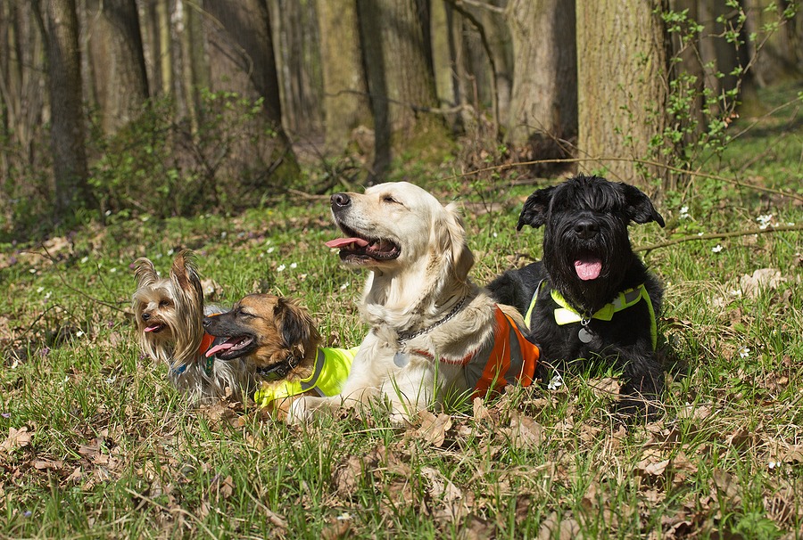 Vector-borne disease risk expansion projected in latest forecast