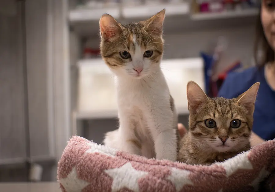 6 ways to strengthen feline heartworm awareness