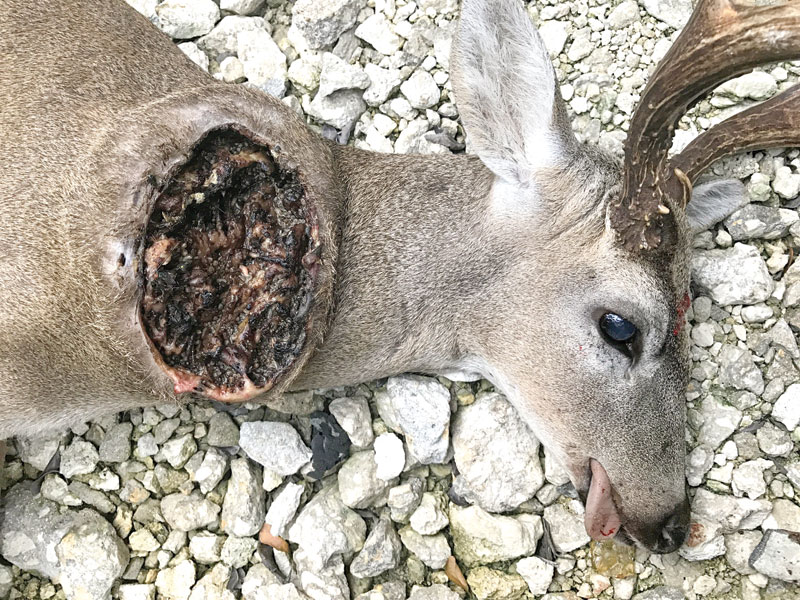 The One Health perils of New World screwworms