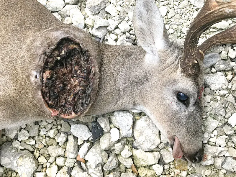 The One Health perils of New World screwworms