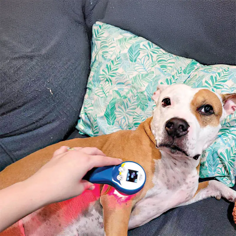 Renting lasers to geriatric pet owners can boost compliance