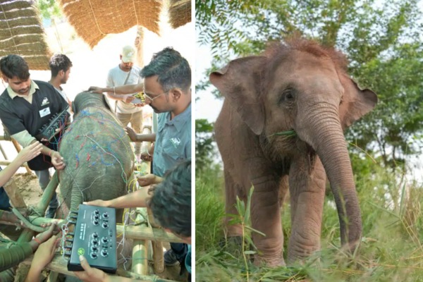 Integrating acupuncture into elephant medicine