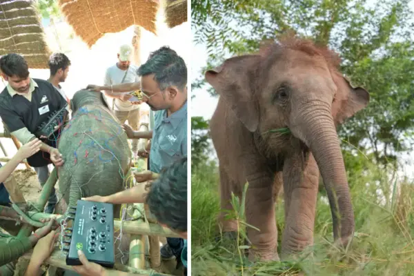 Integrating acupuncture into elephant medicine
