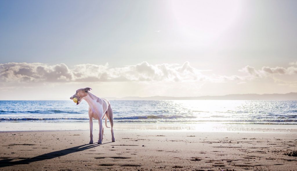IV-delivered therapy for canine OA advances toward FDA approval