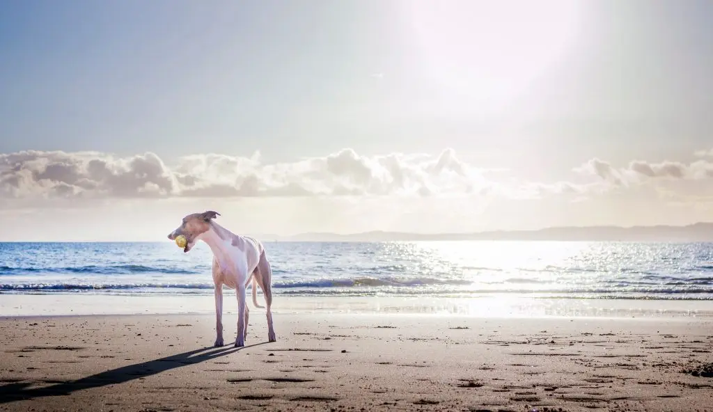 IV-delivered therapy for canine OA advances toward FDA approval