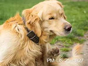 Fast Itch Relief for Canine Patients