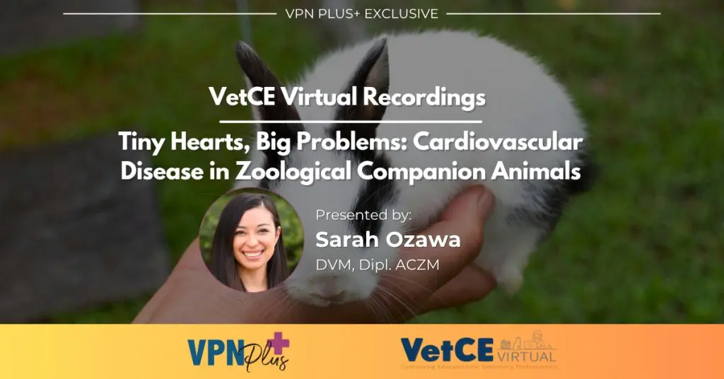Tiny Hearts, Big Problems: Cardiovascular Disease in Zoological Companion Animals
