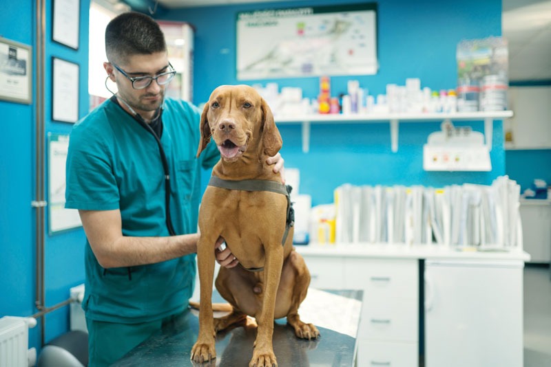 Why Some Dogs Keep Seizing: Understanding and Managing Refractory Epilepsy