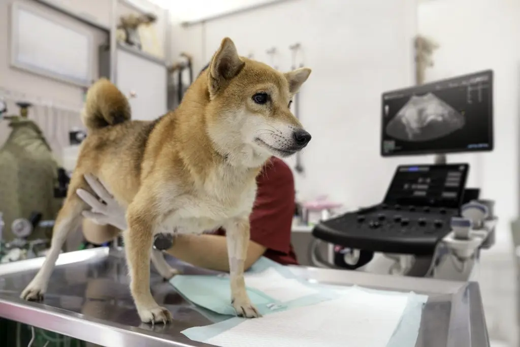 A look at the evolution of ultrasound in vet med
