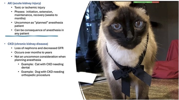 Renal Disease - Protecting the Kidneys During General Anesthesia
