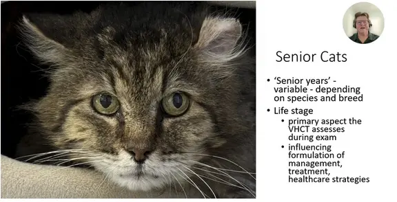 Nutritional Management of Comorbidities in Cats
