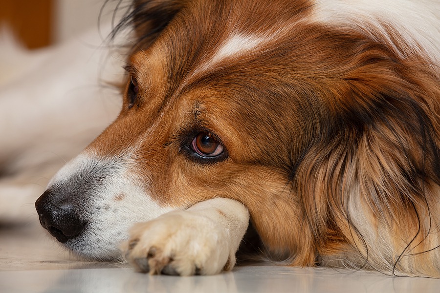 FDA conditionally approves drug for canine neuropathic pain