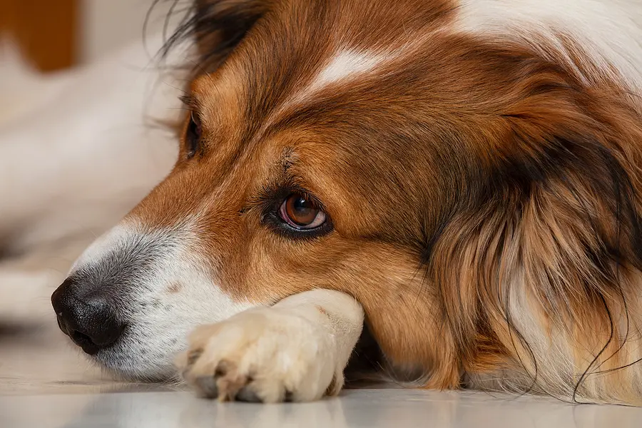 FDA conditionally approves drug for canine neuropathic pain