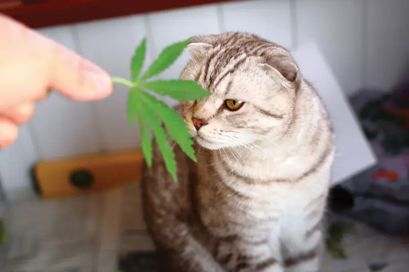 Cats, cannabinoids, and regulatory confusion