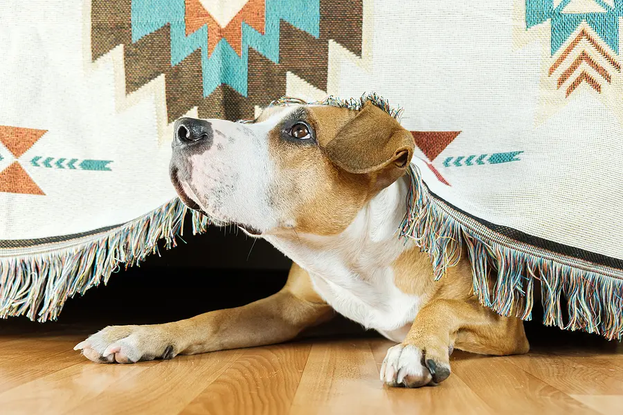 FDA clears first drug for both noise aversion and separation anxiety in dogs