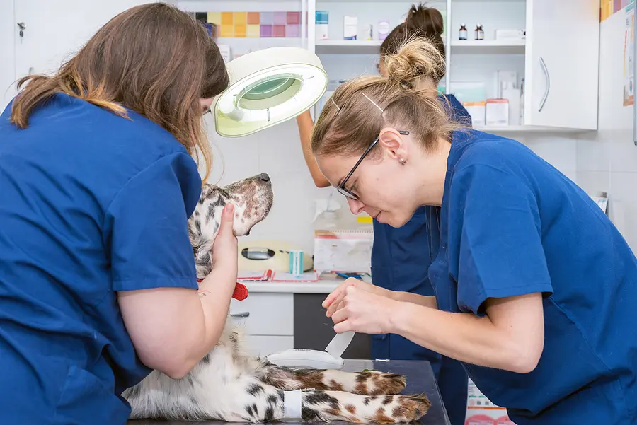 Tech Talk: 10 things veterinary practices should know about new credentialed technicians