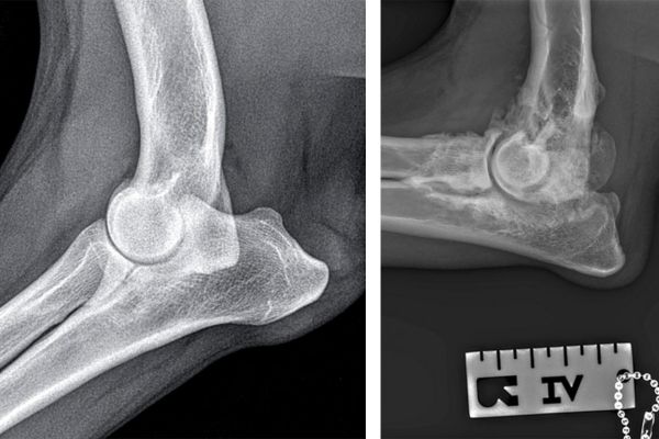 What they don't teach you about canine osteoarthritis in veterinary school