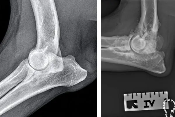 What they don't teach you about canine osteoarthritis in veterinary school