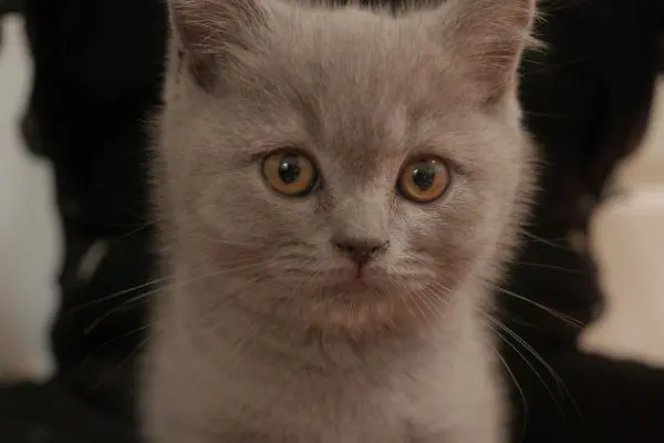 Improved kitten care highlighted in new report