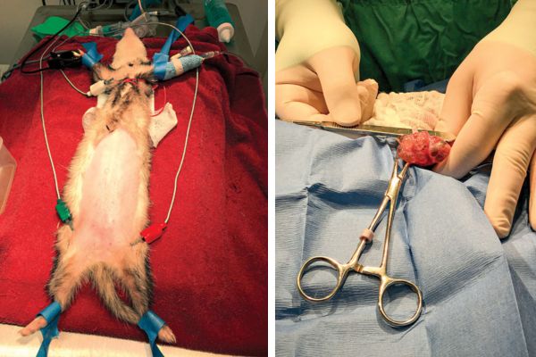 Case summary: Disseminated idiopathic myofascitis (DIM) in a ferret