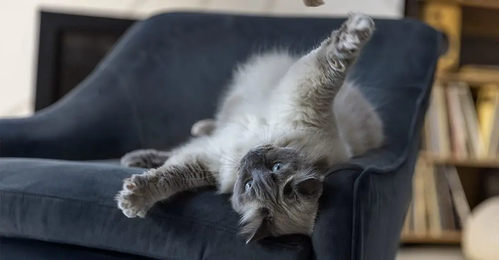 Fatty acids to support healthy cats