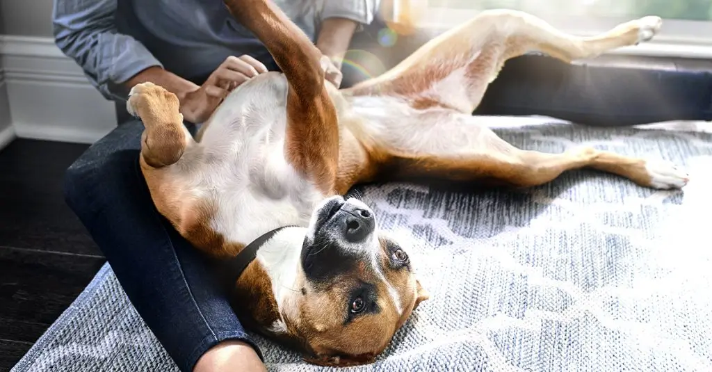 Activating their gut microbiome