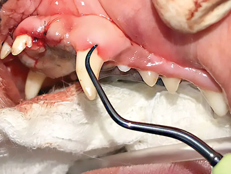 Products to treat periodontal pockets, part 1