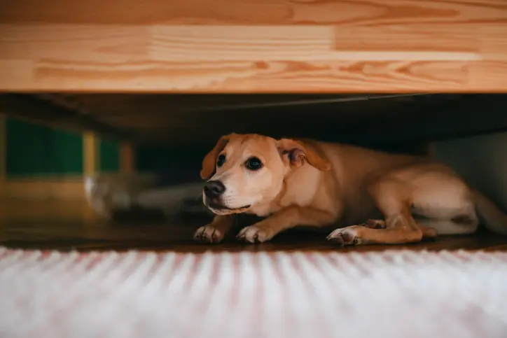 Noise anxiety: Fireworks, storms, phobias, oh my!