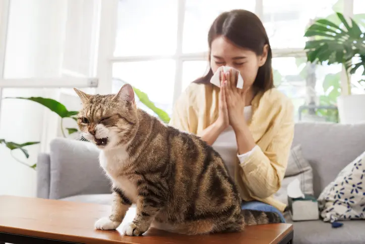 A look at feline lower airway disease, plus One Health considerations