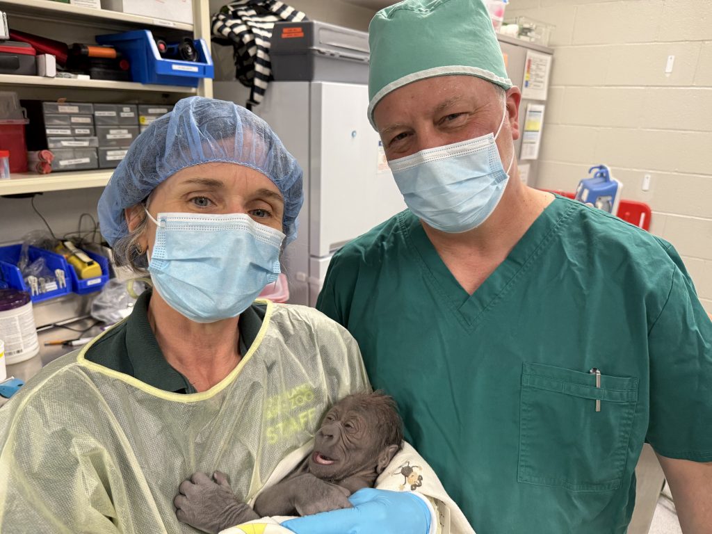 Emergency C-section delivers gorilla in Seattle zoo