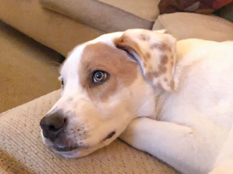 Treating separation anxiety in dogs