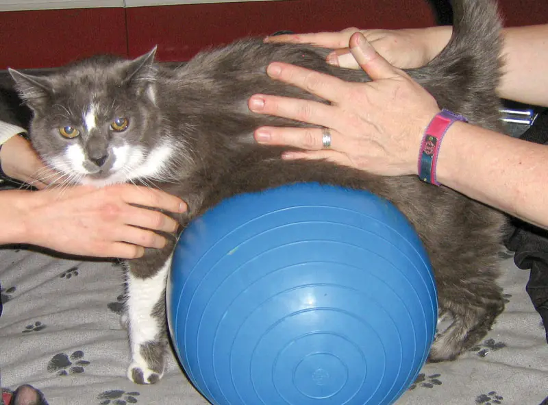 A look at some easy-to-add rehabilitation tools for your clinic