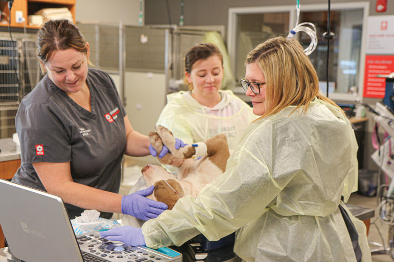 Elevating veterinary nurse utilization