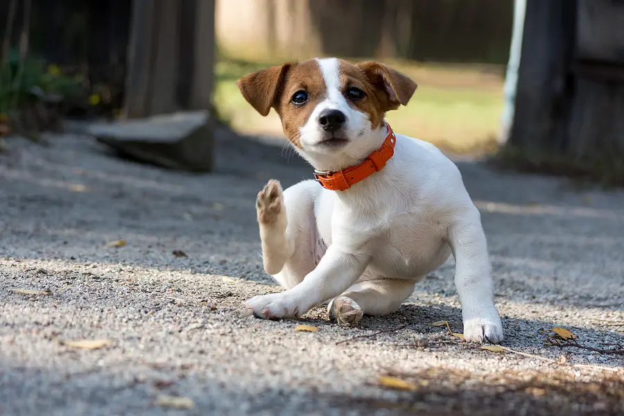 FDA authorizes generic drug to treat NWS in pets