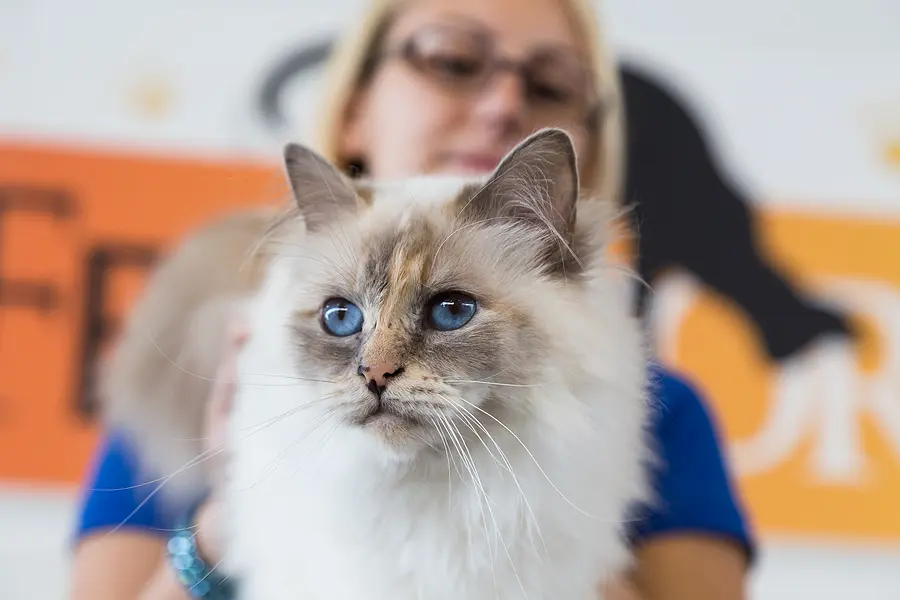 'Protection gap' identified amidst increase in rate of insured pets